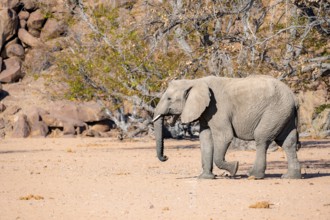 African elephant (Loxodonta africana), desert elephant in barren desert landscape, riverbed of the