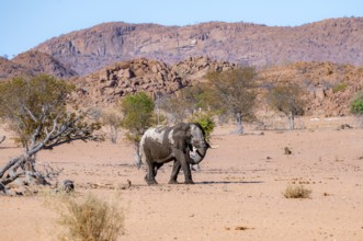 African elephant (Loxodonta africana), desert elephant in barren desert landscape, adult male,