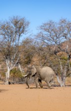 African elephant (Loxodonta africana), desert elephant in barren desert landscape, riverbed of the