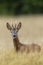 Roebuck (Capreolus capreolus) yearling in a field, eyes, eye contact, summer coat, Germany