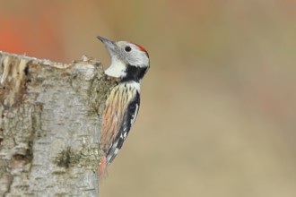 Middle woodpecker (Dendrocopos medius), foraging on the trunk of a common birch (Betula pendula),