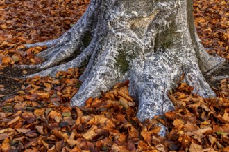 Protection against beaver damage, with whitish paint containing quartz sand, painted trees in the