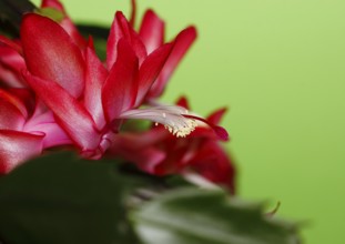 Christmas cactus (Schlumbergera truncata), flowers, in studio, North Rhine-Westphalia, Germany