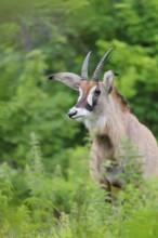 A roan antelope (Hippotragus equinus) stands in a green meadow with tall vegetation. South Africa