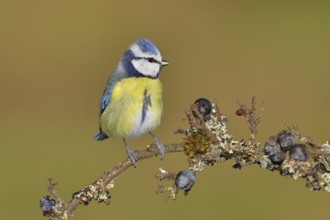 Blue tit (Parus caeruleus), sitting on a branch in a blackthorn bush, (Prunus spinosa), sloes, with