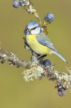 Blue tit (Parus caeruleus), sitting on a branch in a blackthorn bush, (Prunus spinosa), sloes, with