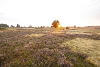 Glowing heath in the quiet summer evening of the Behringer Heide