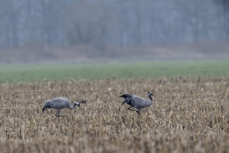 Cranes (Grus grus), Lower Saxony, Germany