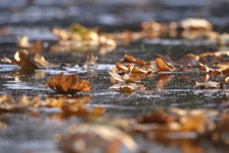 Frozen lake with autumn leaves, late autumn, Germany