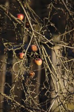 Apples in late autumn, Germany