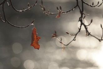 Autumn leaf, late autumn, Germany