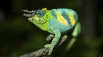 Three-horned chameleon (Trioceros jacksonii), male, Bwindi Impenetrable Forest National Park,