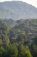 Rainforest, jungle, Bwindi Impenetrable Forest National Park, Uganda