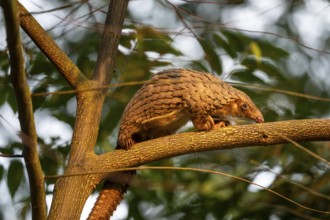Pangolin climbing a tree, white-bellied pangolin (Phataginus tricuspis, Manis tricuspis), Western