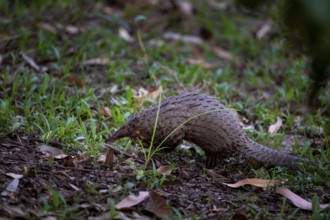 Pangolin on the ground, white-bellied pangolin (Phataginus tricuspis, Manis tricuspis), Western