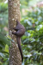 Pangolin climbing a tree, white-bellied pangolin (Phataginus tricuspis, Manis tricuspis), Western