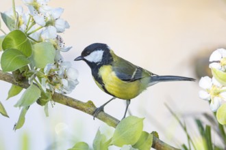 Great tit (Parus major) Germany