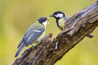 Great tit (Parus major) adult bird feeds young Germany