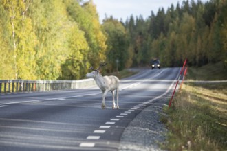 White reindeer on the street in Sweden, Lapland in autumn