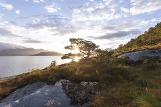 Scots pine with sun stars on the Norwegian fjord. Sunrise at Bodø, Nordland, Norway