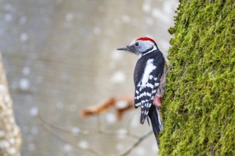 Middle woodpecker (Dendrocopus medius) Germany