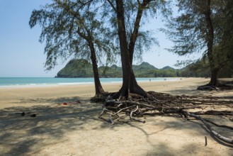 Lonely beach and ironwood trees, Casuarina Equisetifolia, Ao Manao Beach, Prachuap Khiri Khan,