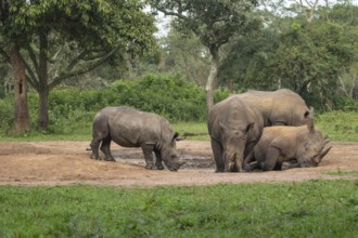 Southern white rhino (Ceratotherium simum simum), several animals at a watering hole, Ziwa Rhino