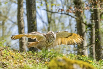 Eurasian eagle-owl (Bubo bubo) landing, captive, Bavaria, Germany