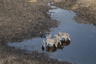 Steppe zebras (Equus quagga) drinking by the river, aerial view, Okavango Delta, Botswana