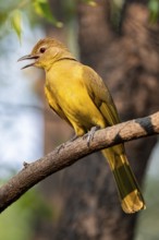 Yellow-bellied Greenbul (Chlorocichla flaviventris), Yellow-bellied Greenbul, Zambezi Region,