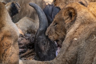 Lion pack with kill, lion (Panthera Leo) eats buffalo, savanna, Moremi Game Reserve, Botswana