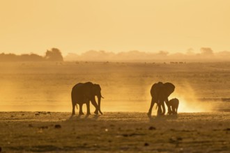 African elephant (Loxodonta africana), silhouette, sunset, atmospheric light, Ihaha, Chobe National