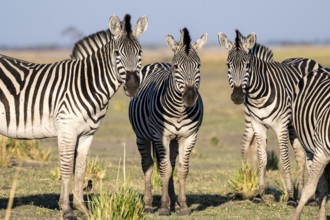 Herd of Steppe Zebras (Equus quagga), Ambient Light, Ihaha, Chobe National Park National Park,