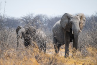 African elephant (Loxodonta africana), Nxai Pan National Park, Botswana