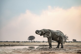 African elephant (Loxodonta africana) drinking at waterhole, Nxai Pan National Park, Botswana