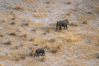 African elephant (Loxodonta africana) in dry savanna, aerial view, Okavango Delta, Botswana