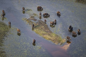 Kaffir buffalo (Syncerus caffer caffer), flock drinking in the river, aerial view, Okavango Delta,