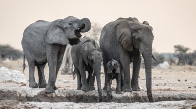 Animal family with baby elephant, African elephants (Loxodonta africana), drinking at the
