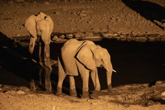 Night view, African elephant (Loxodonta africana), at Halali waterhole, Etosha National Park,