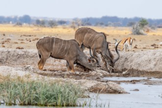 Big Kudu (Tragelaphus strepsiceros), flock drinking at waterhole, Nxai Pan National Park, Botswana