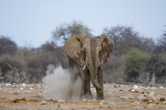 African elephant (Loxodonta africana), taking a mud bath and dusting, Etosha National Park, Namibia