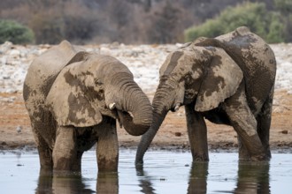 African elephant (Loxodonta africana) drinking at a watering hole, Etosha National Park, Namibia