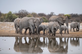 Herd of animals, animal family, African elephant (Loxodonta africana), drinking at a waterhole,