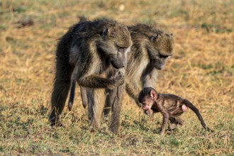 Young animal playing with mother, bear baboons (Papio ursinus), Ihaha, Chobe National Park National