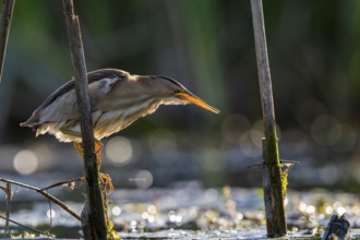 Little Bittern (Ixobrychus minutus), lurking in reeds, Race, Slovenia