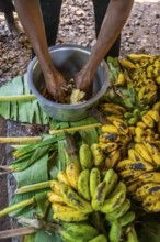 Local man, production of banana juice and banana schnapps, banana plantation, near Fort Portal,
