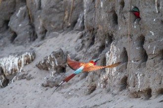 Breeding caves on the banks of the Kwando, Southern carmine bee-eater (Merops nubicoides),