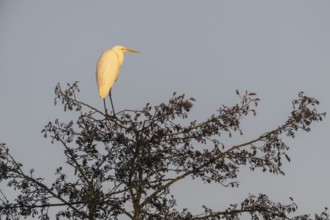 Great Egret (Ardea alba), Emsland, Lower Saxony, Germany