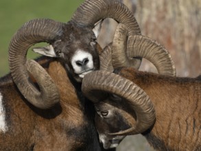Two grouches have wedged their horns, North Rhine-Westphalia, Germany