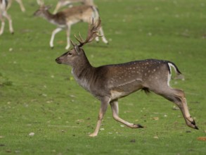 Young fallow deer running, North Rhine-Westphalia, Germany